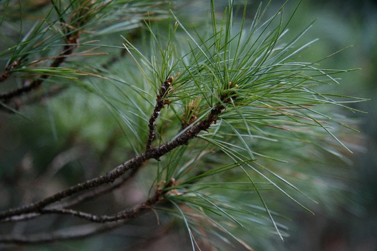 Can You Use Any Type Of Pine Needle For Pine Needle Tea? How To Make