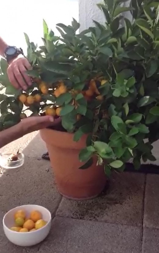 Homemade Kumquat Marmalade HubPages