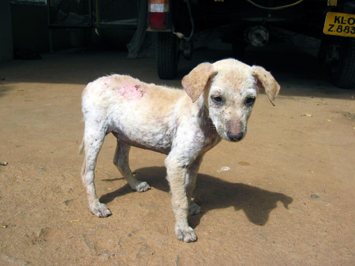 25 Unique How Can You Tell If A Dog Has Mange Demodectic Mange