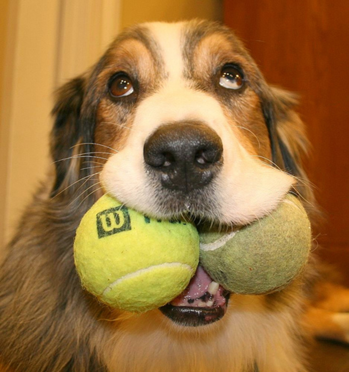 Are Tennis Balls Safe Dog Toys? HubPages