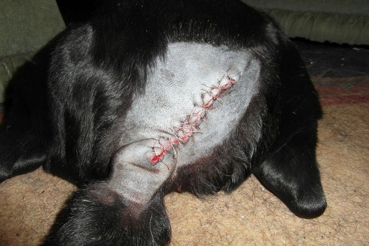 Lipomas in Dogs HubPages