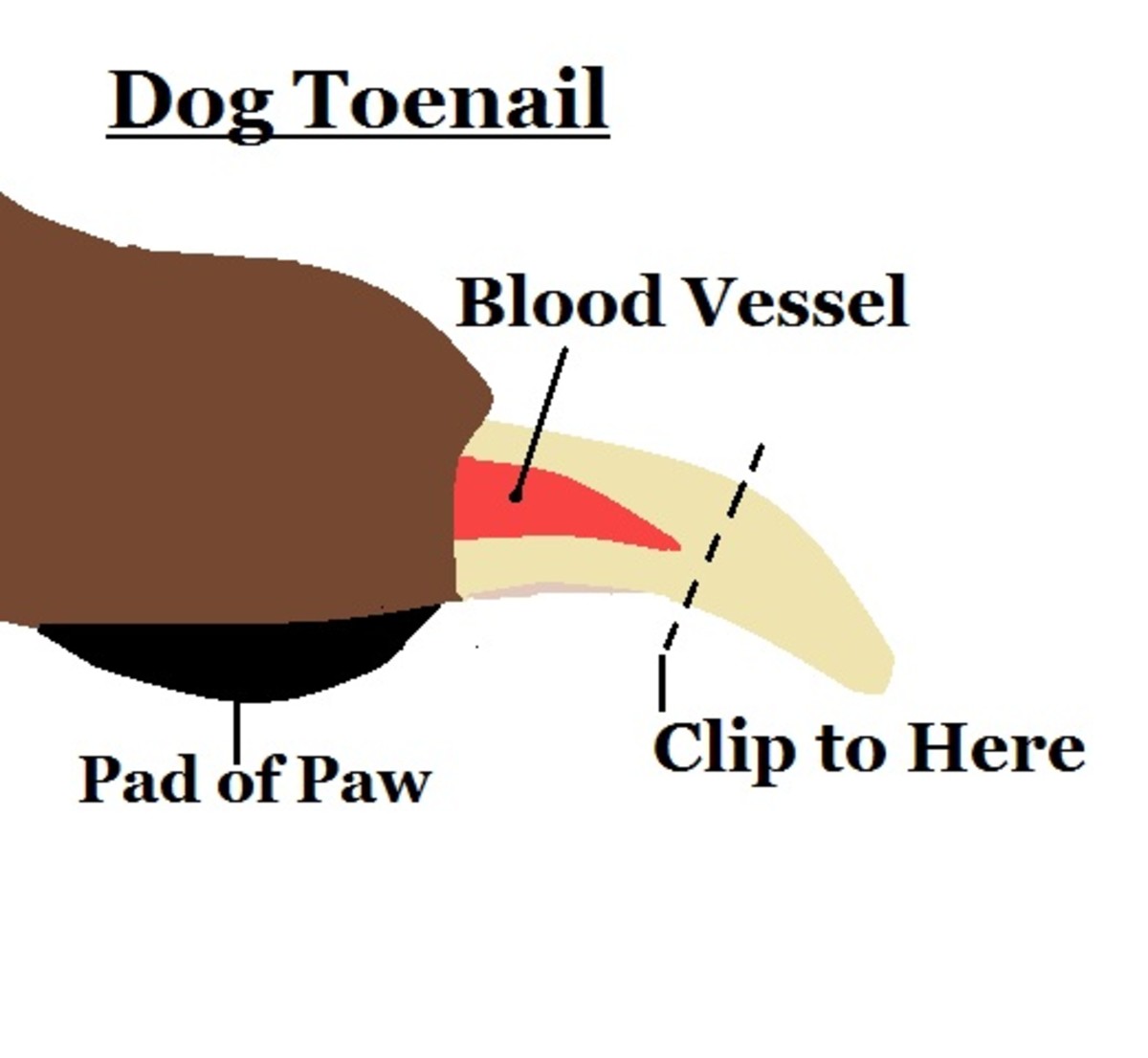 How to Trim Dog Toe Nails Properly HubPages