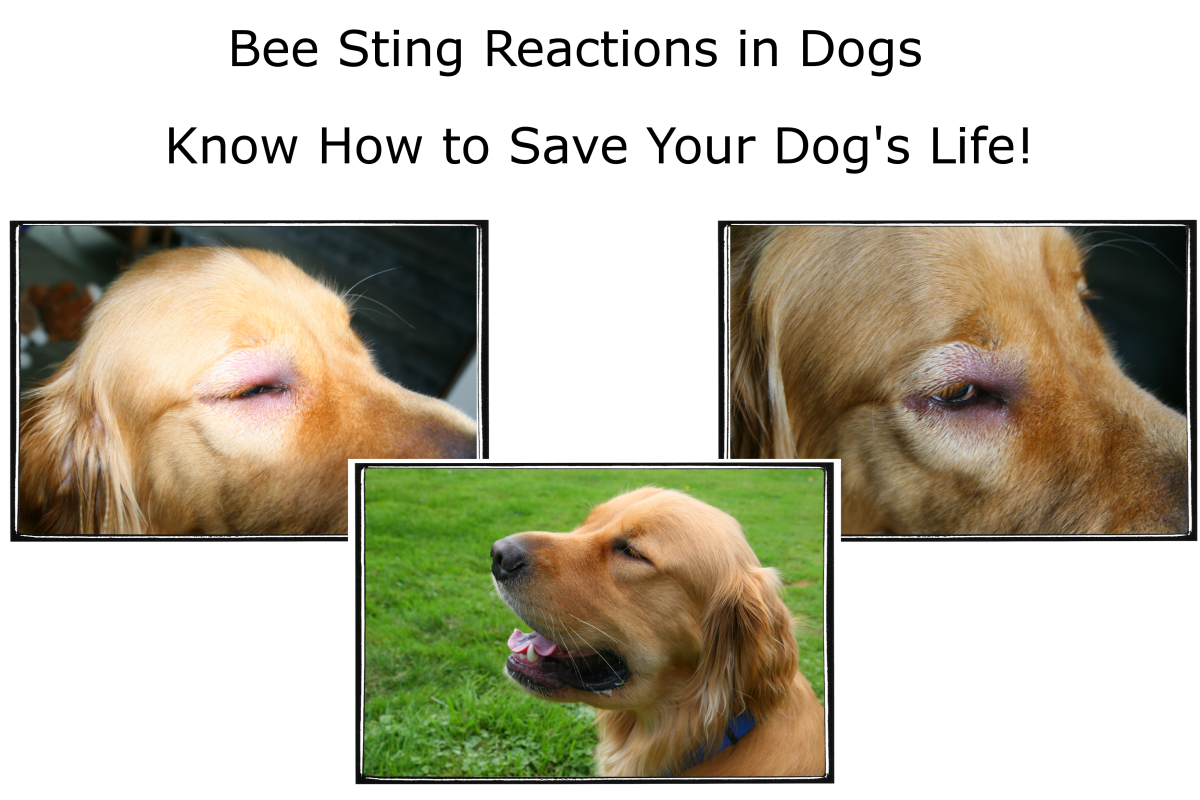 Bee Sting Reactions and Treatment for Dogs PetHelpful