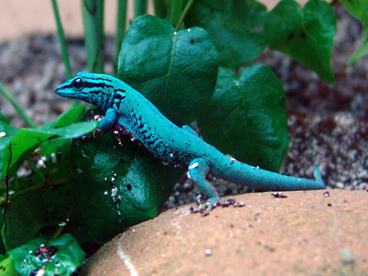 How to Choose the Right Gecko for a Pet PetHelpful