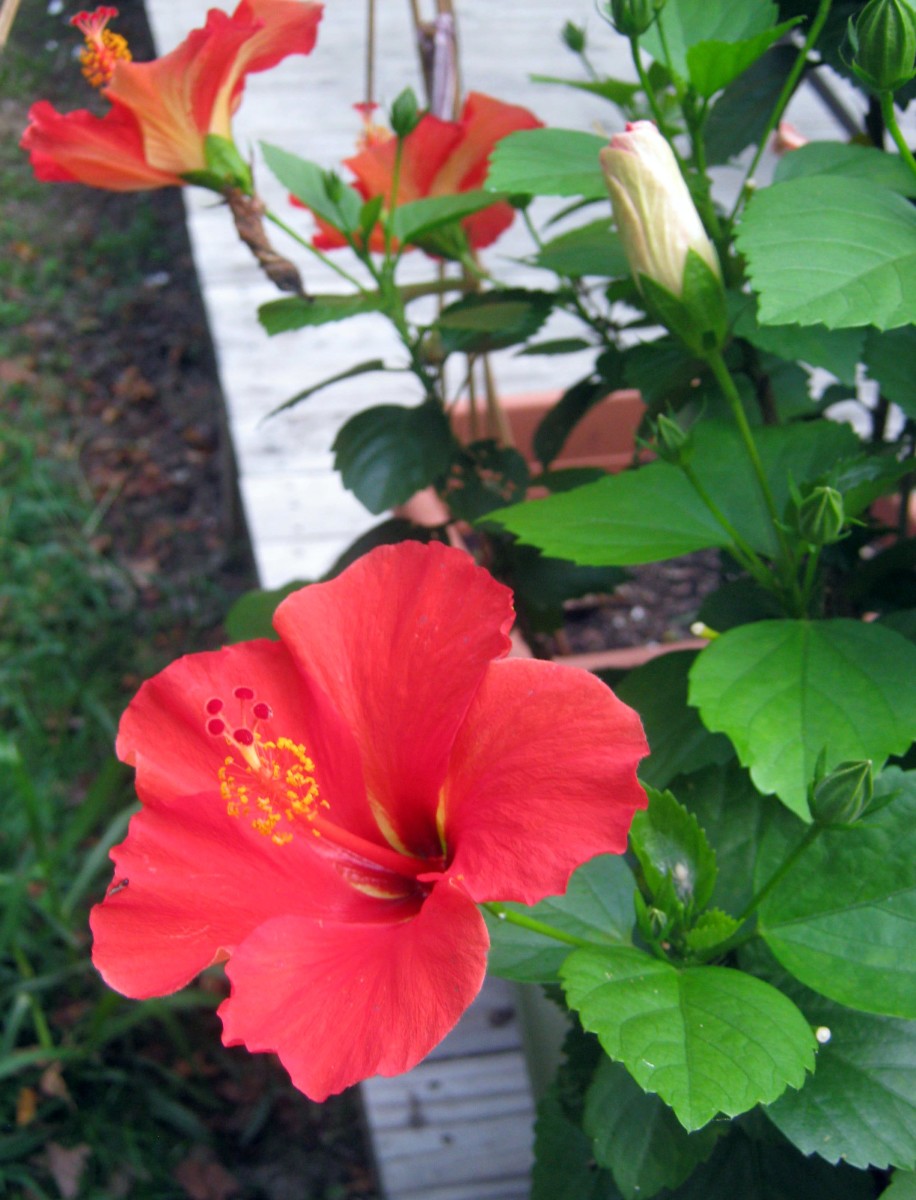Rose of Sharon, Tropical Hibiscus, and Hardy Hibiscus Dengarden