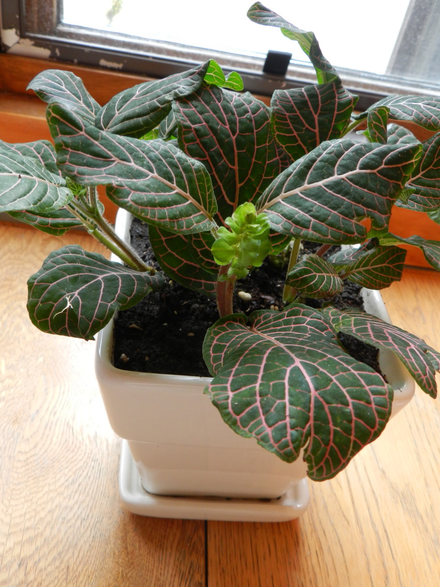 Plant With Pink Veins Plant Ideas
