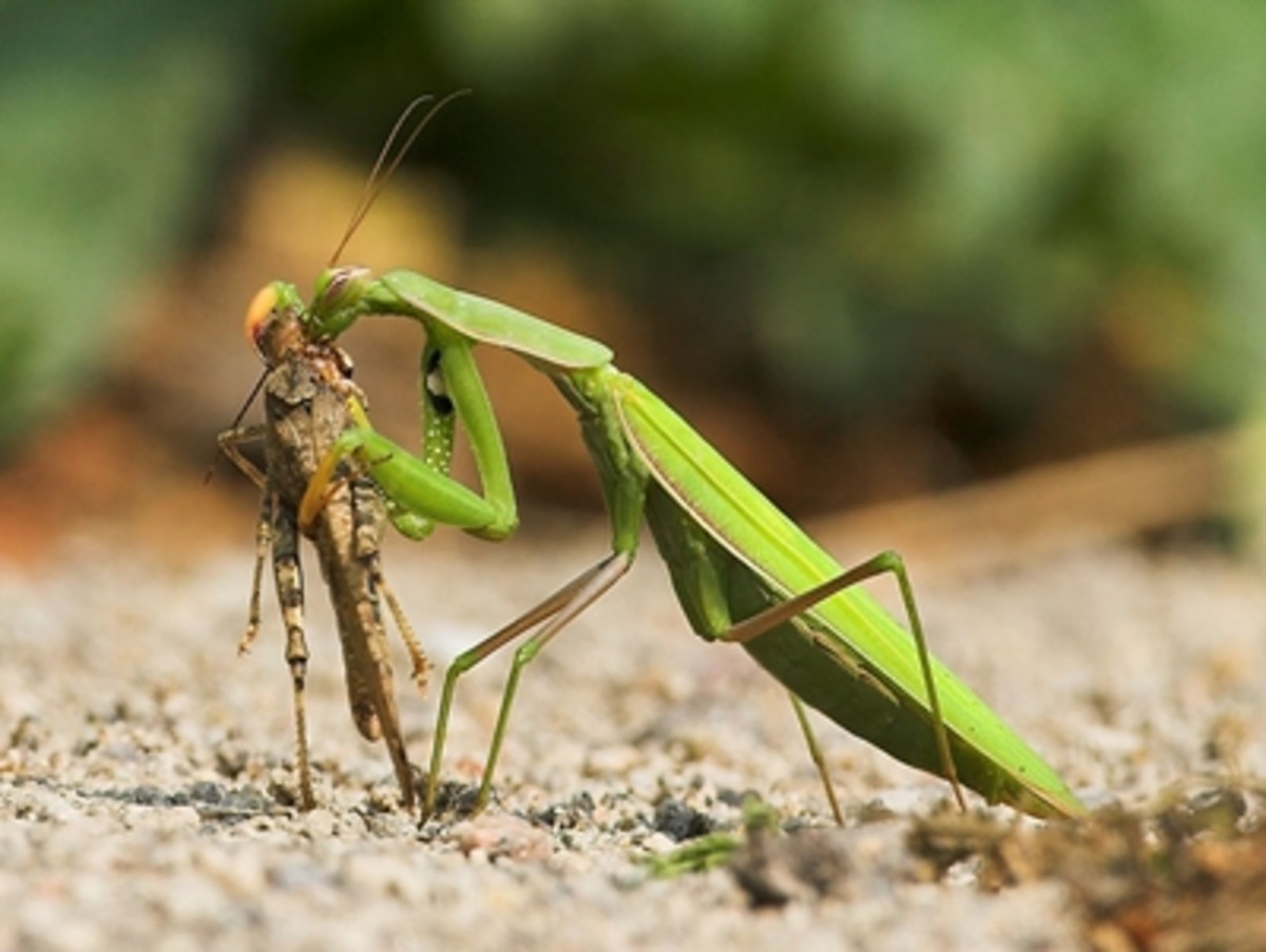 What does a praying mantis eat? Other insects and its own kind hubpages