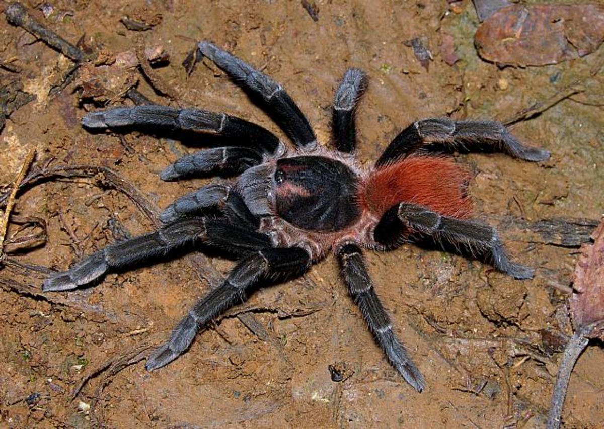 St Lucia Venomous Snakes, Poisonous Spiders & Biting Bugs HubPages