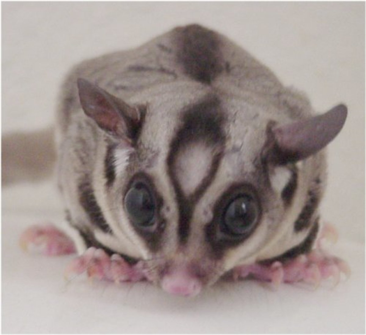 Information About Sugar Gliders A Fun and Unusual Pet PetHelpful