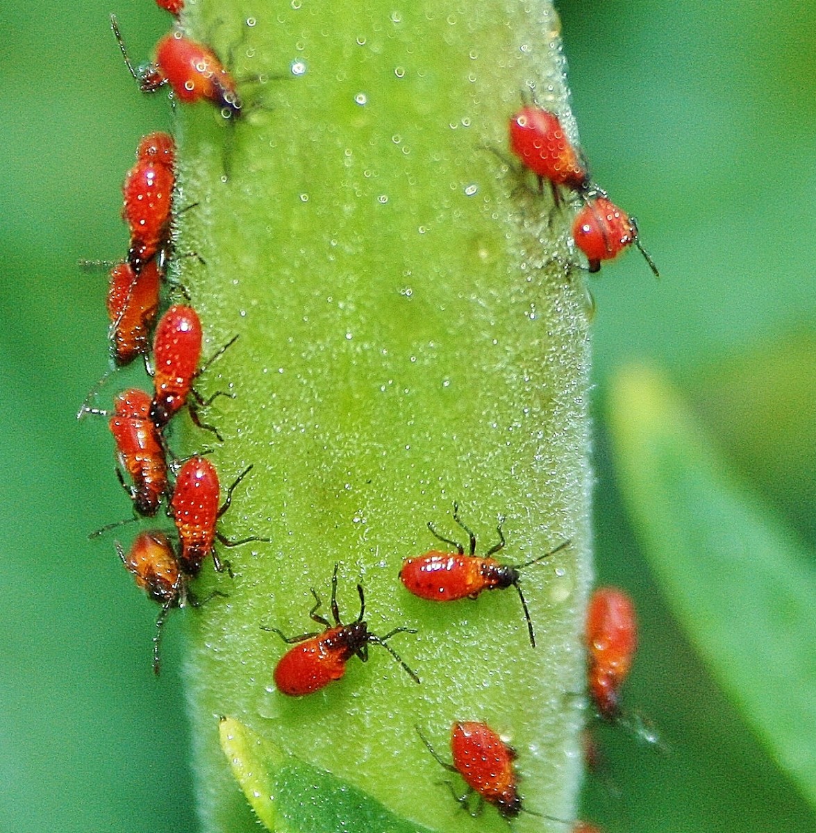 Homemade Organic Aphid Spray Recipe Dengarden