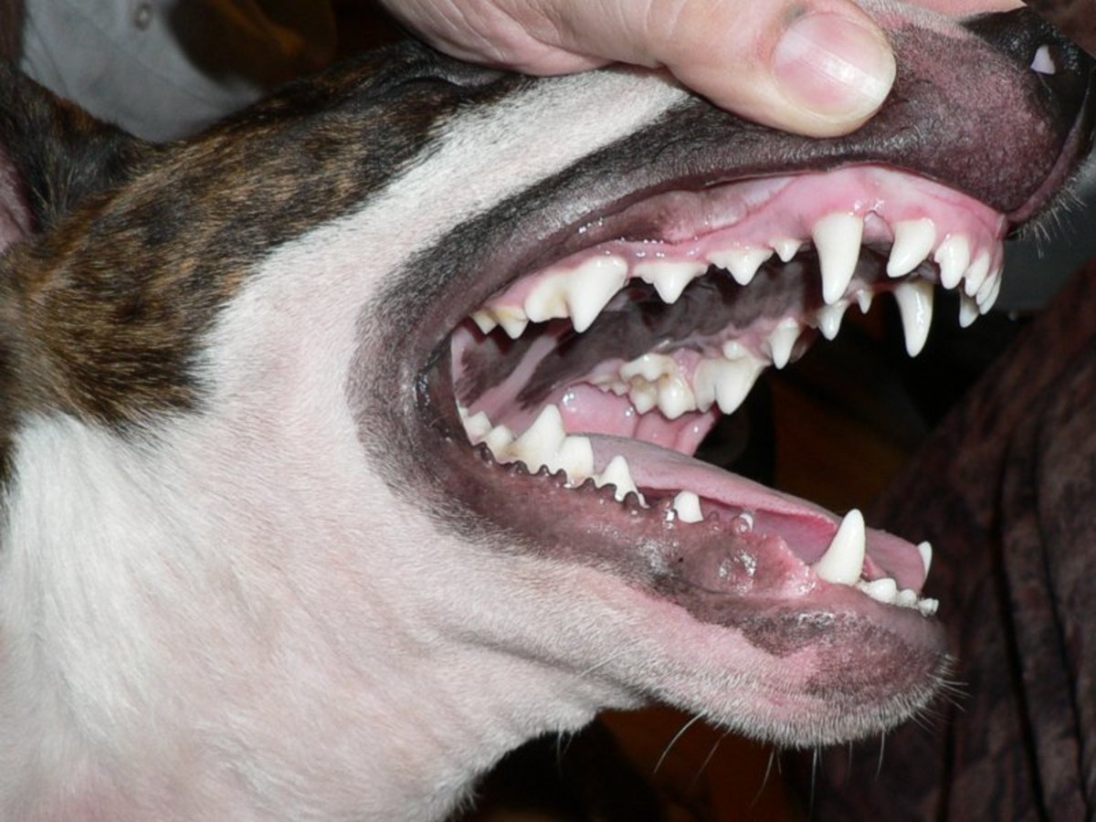 von Willebrand's Disease in Dogs HubPages