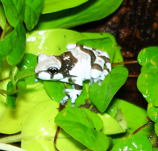The Amazon Milk Frog, Trachycephalus resinifictrix HubPages