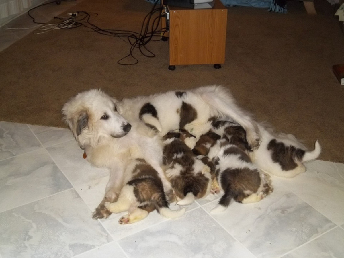 How to Tell If Your Dog Has Worms PetHelpful