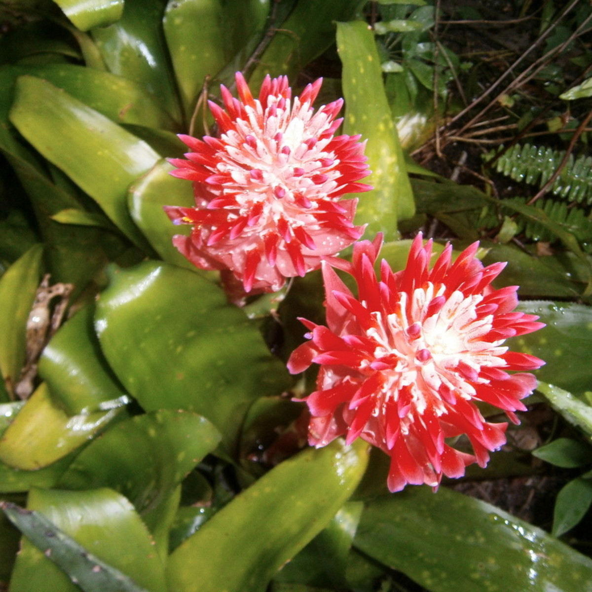 How To Grow Beautiful Bromeliads Inside and Outside In The Yard HubPages