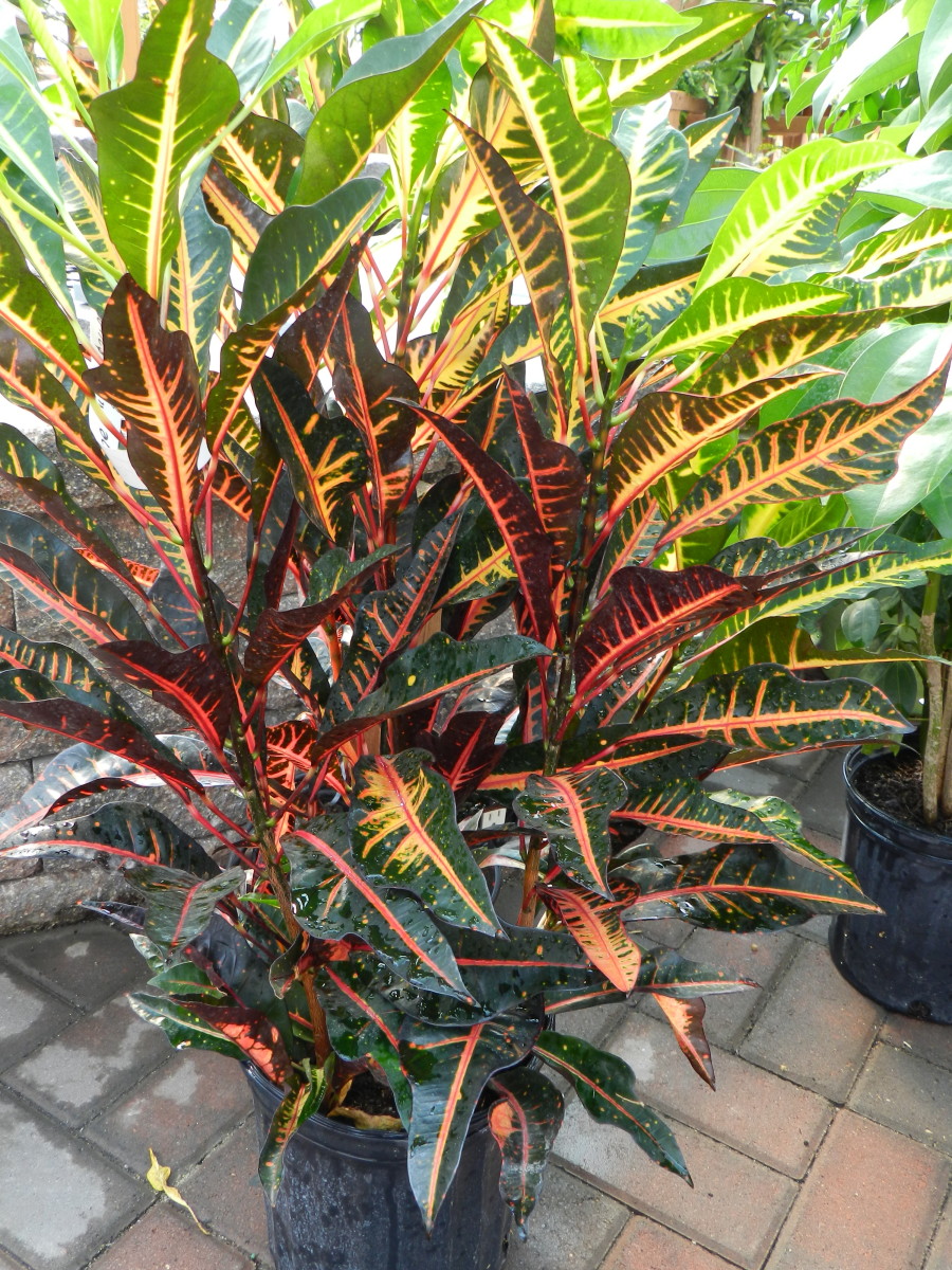 Croton Care Dengarden