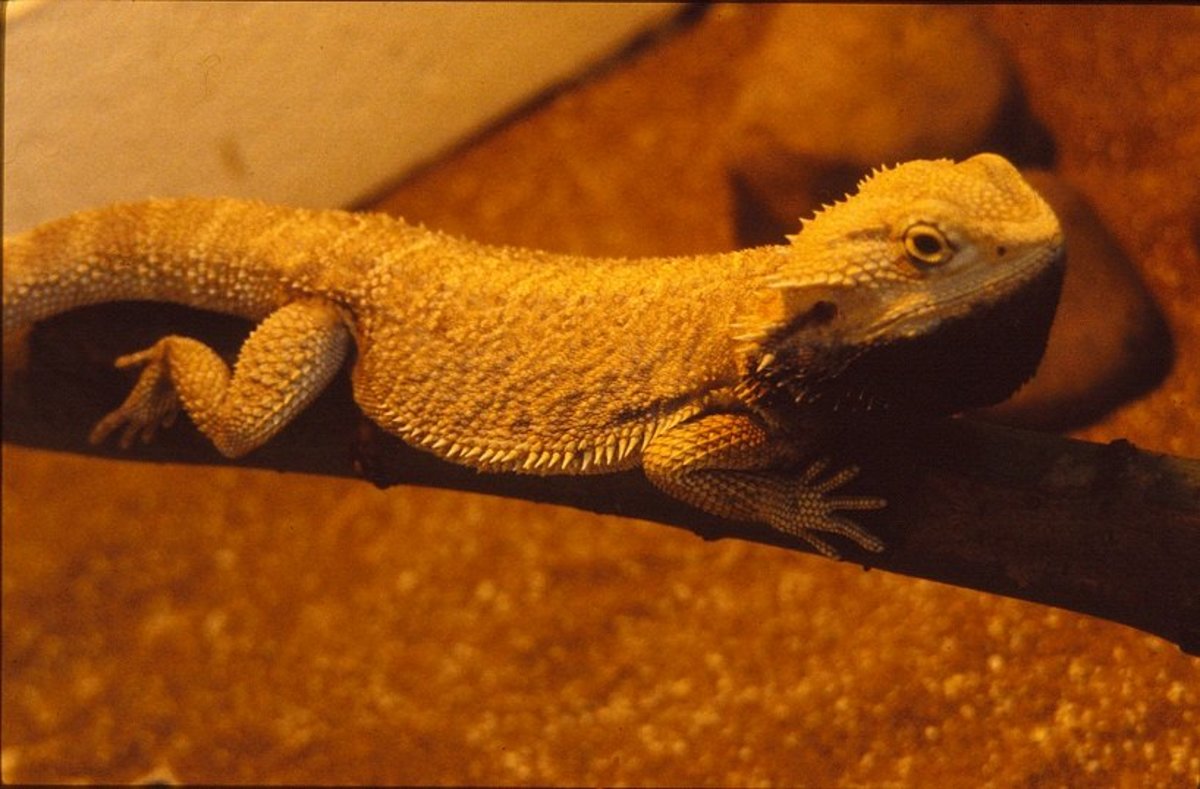 How to Convince Your Parents to Let You Have a Pet Lizard