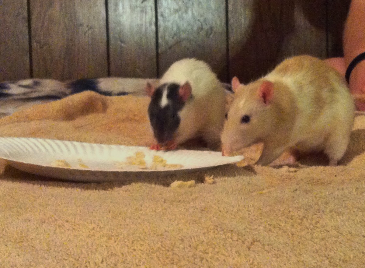 How to Introduce a New Pet Rat PetHelpful