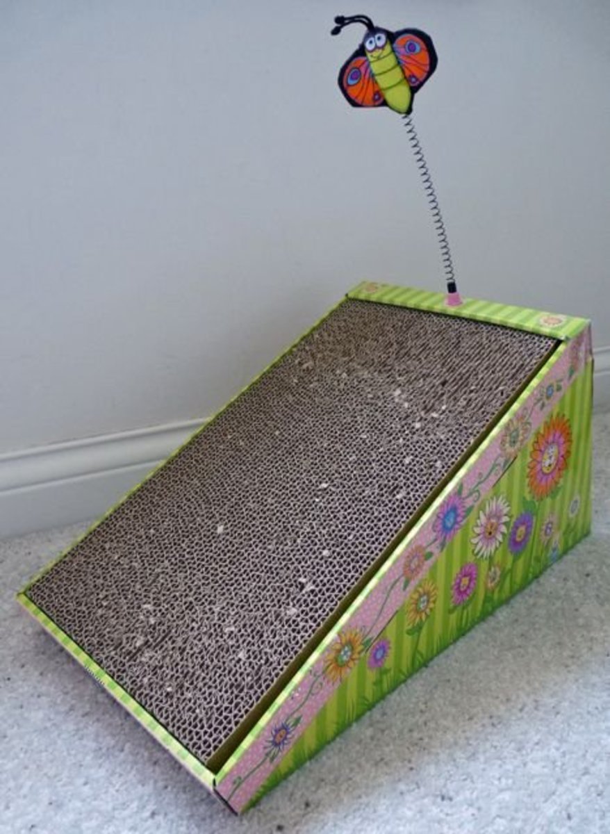 Cat Care 101 a Guide for New Cat Owners PetHelpful