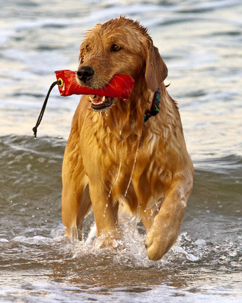 Five Dog Breeds That Are the Best Around Children PetHelpful