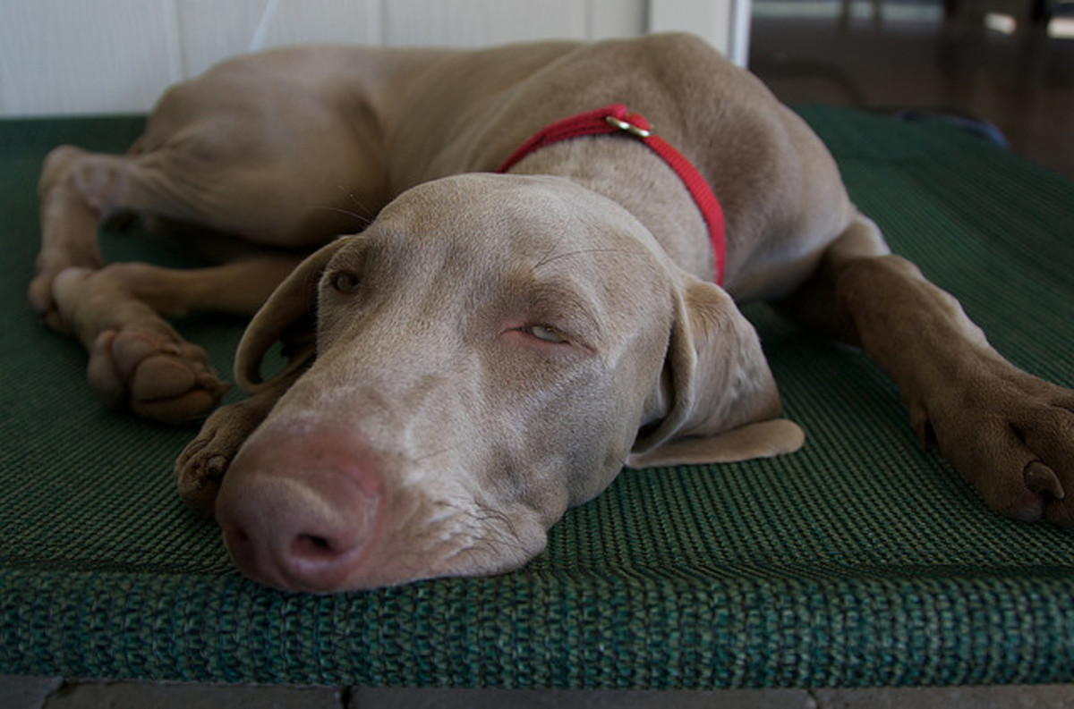 Five Dog Breeds Best for Kids PetHelpful