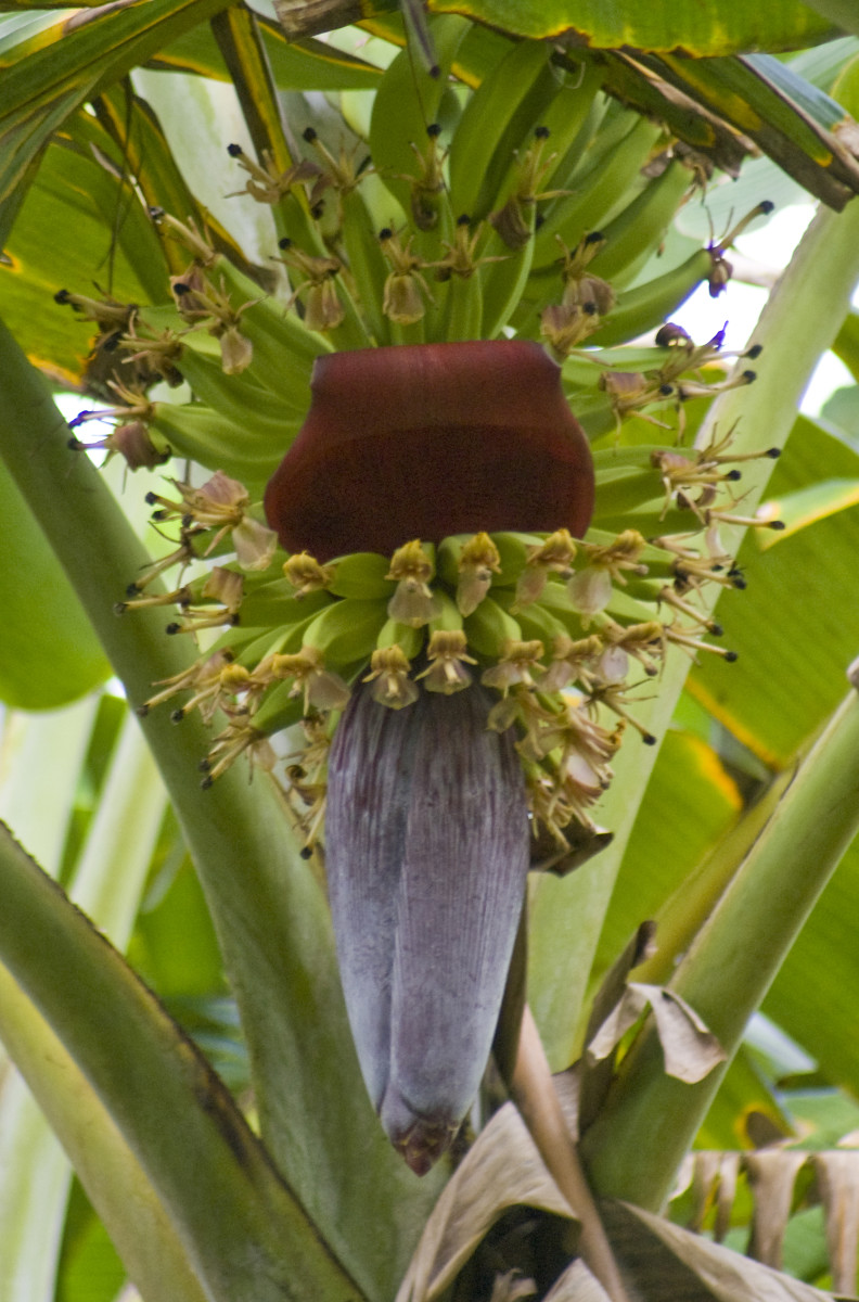 Plantain Tree Dengarden