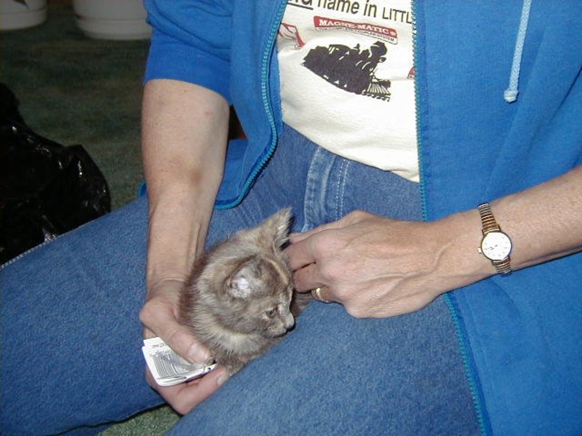 Dog Seizures Causes, Diagnosis, Treatment, and More PetHelpful