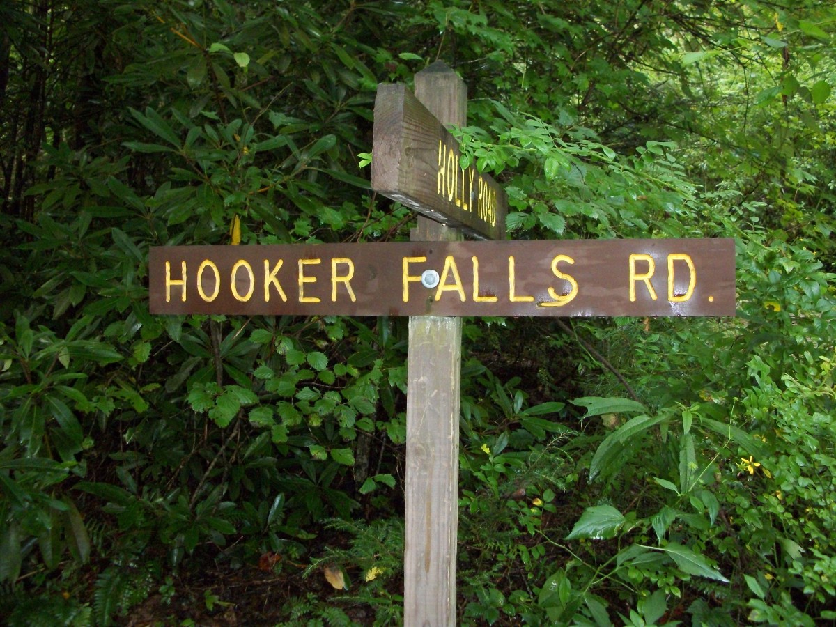 Dupont State Forest HubPages