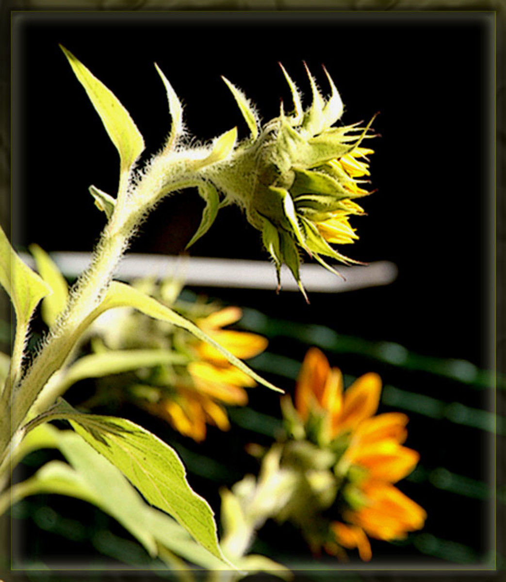 Pictures Of Sunflowers, Buds To Blooms HubPages