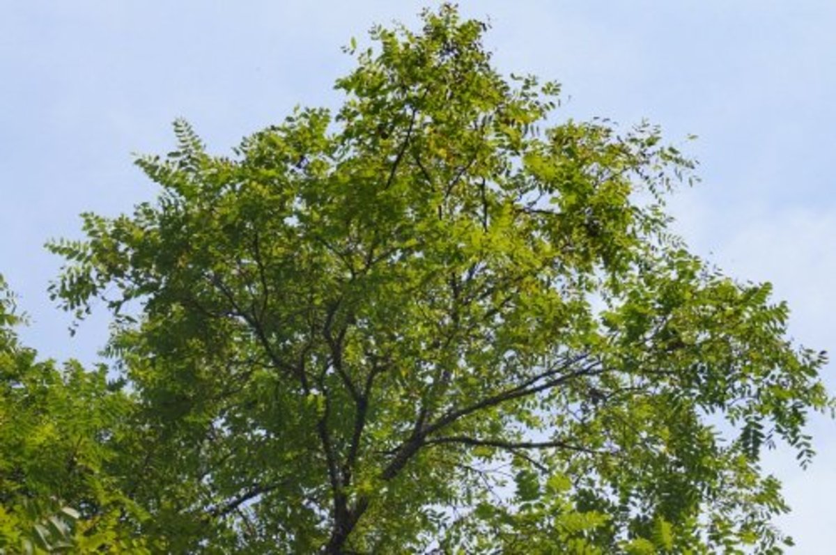 Black Walnut and What You Can Do With It Dengarden