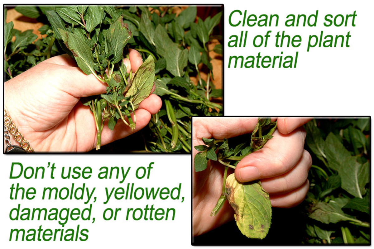 How To Make Peppermint Extract HubPages