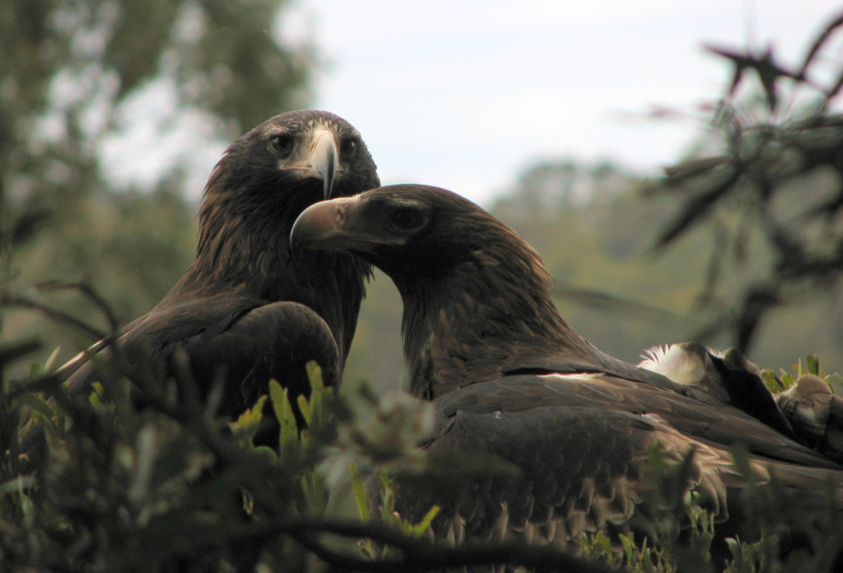 Tasmanian WedgeTailed Eagles and the Tarkine Woodlands Owlcation