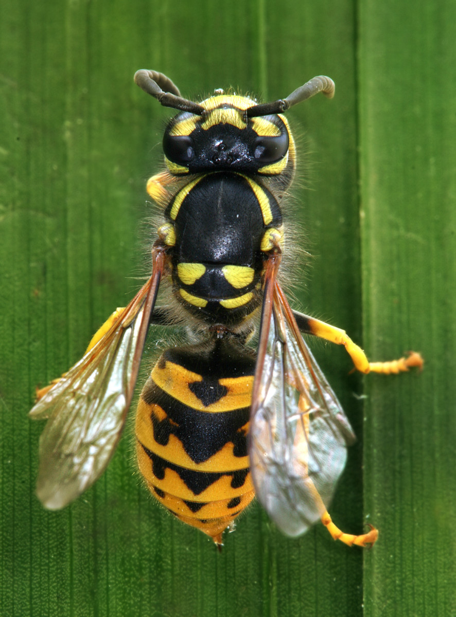 What to Do About Allergic Reaction to Wasp Sting; Anaphylactic Shock