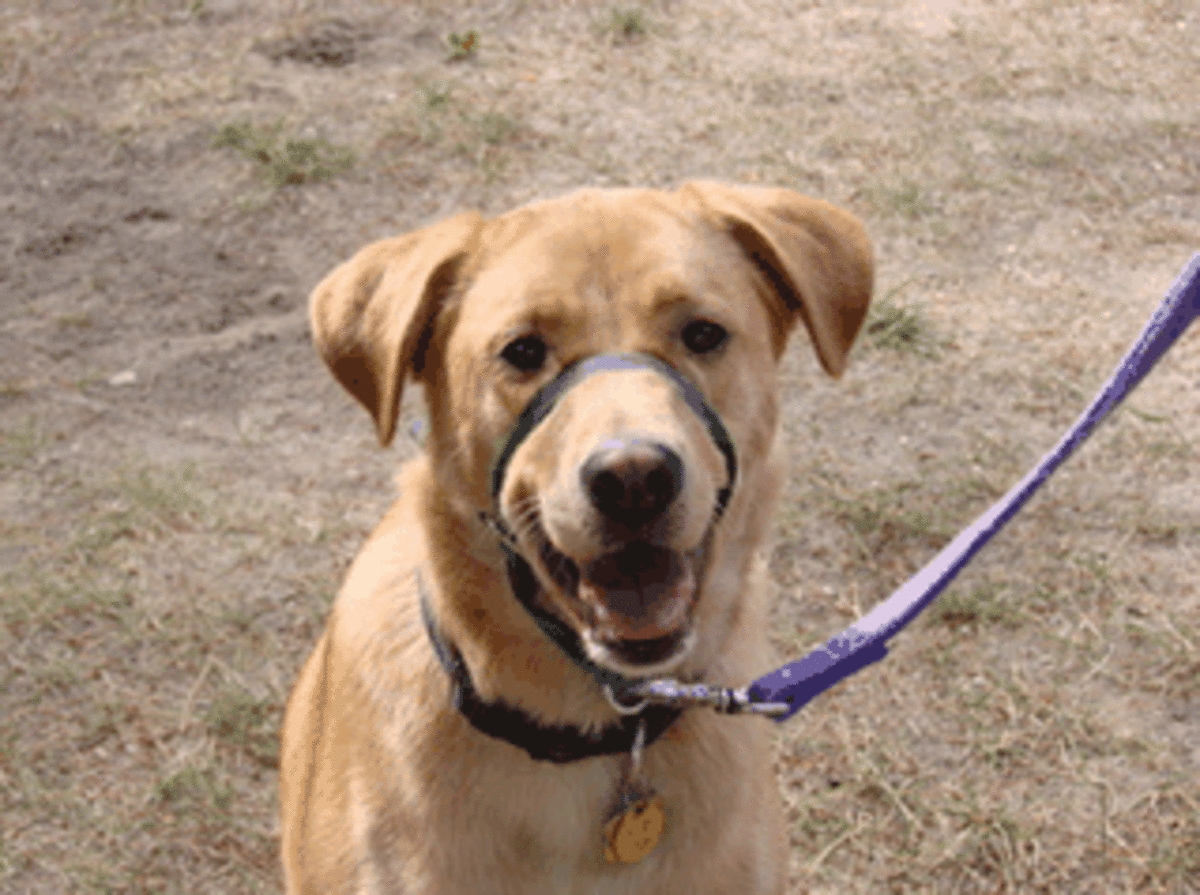 Understanding Barrier Frustration in Dogs PetHelpful