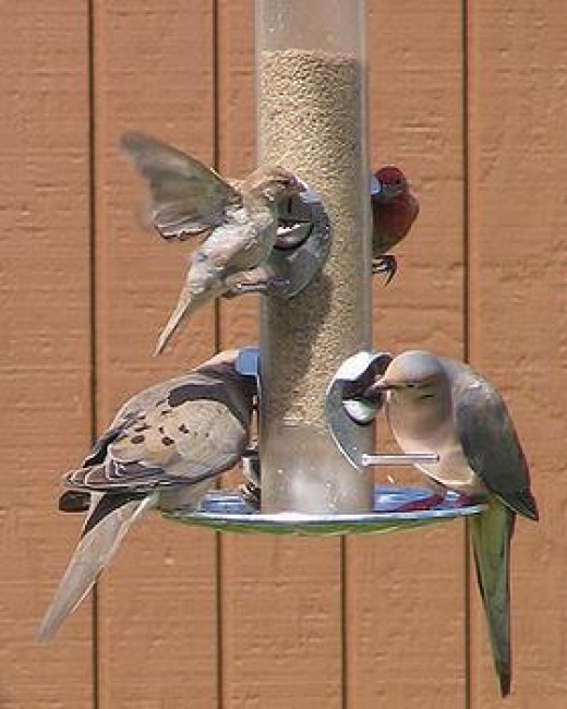 Great Gifts For Backyard Bird Watchers HubPages