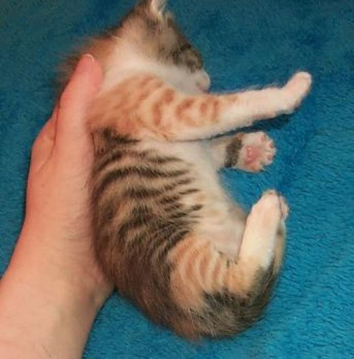 Why Are Calico Cats Always Female? PetHelpful