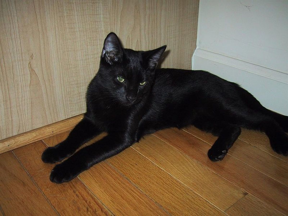 Bombay Cat Breed HubPages