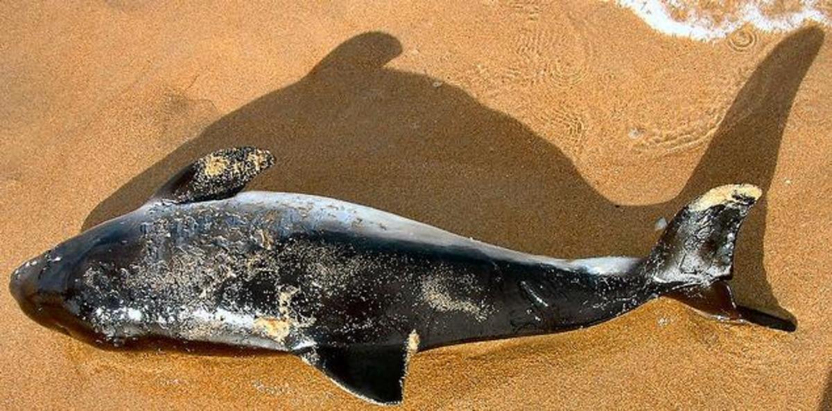 Why Do Some People Think Dolphins are Smarter than Humans? HubPages