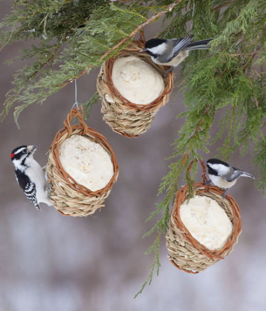 Great Gifts For Backyard Bird Watchers HubPages