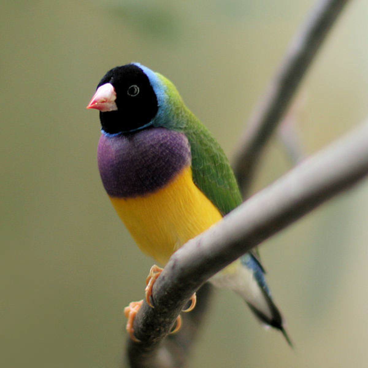 How to Take Care of Gouldian Finches HubPages