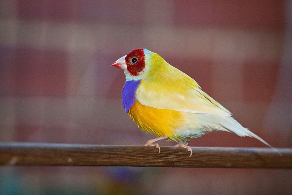 How to Take Care of Gouldian Finches HubPages