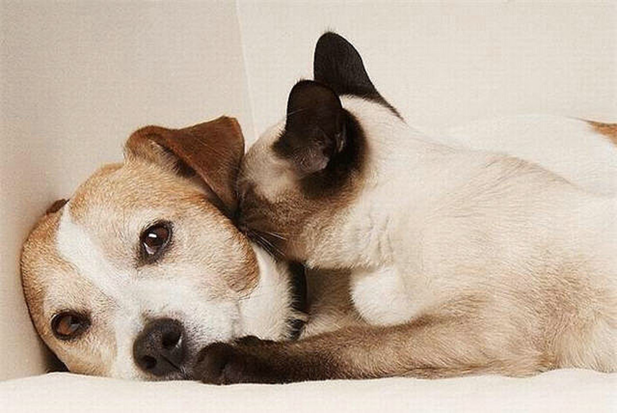 5 Dog Breeds That Like and Are Good With Cats PetHelpful