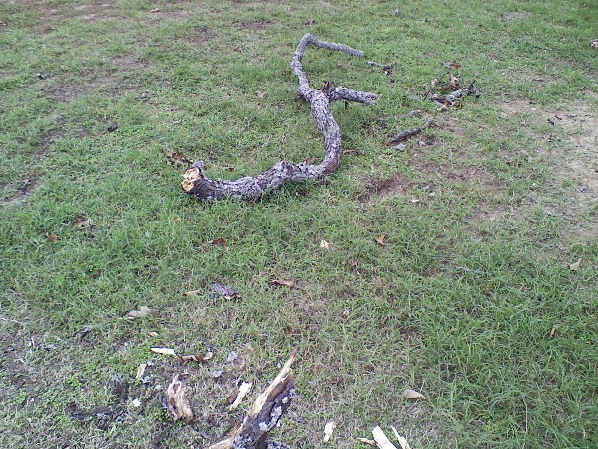 5 Worst Messy Trees for the Lazy Landscaper Dengarden