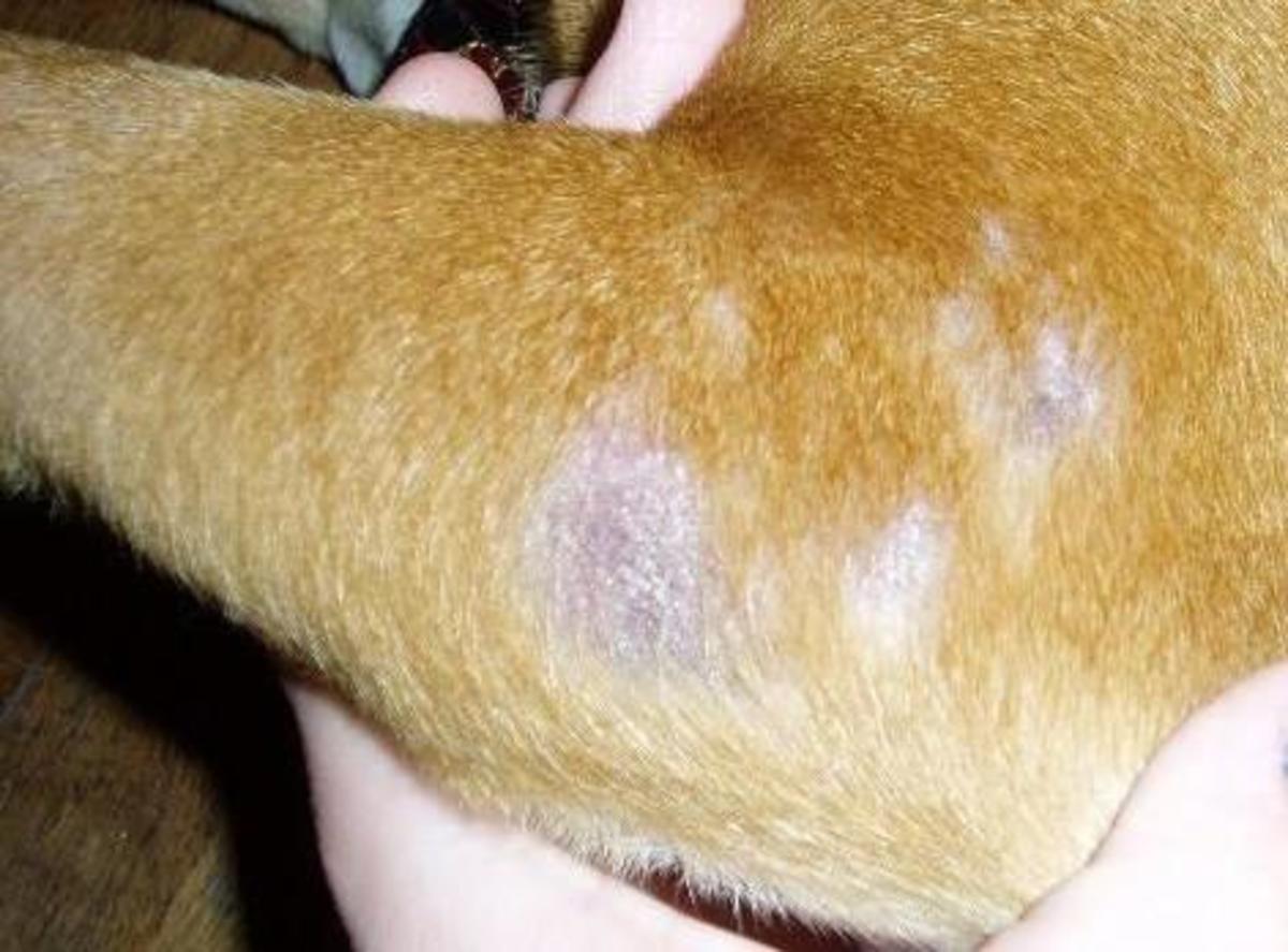 Dog Skin Disorders Causes, Symptoms, Types, and Breeds Prone to Them