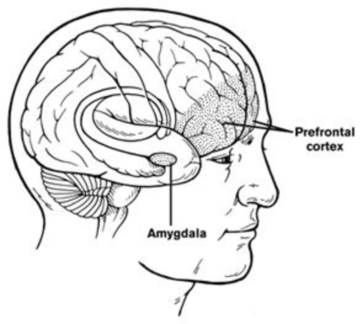 Causes Of Aggression A Psychological Perspective Owlcation