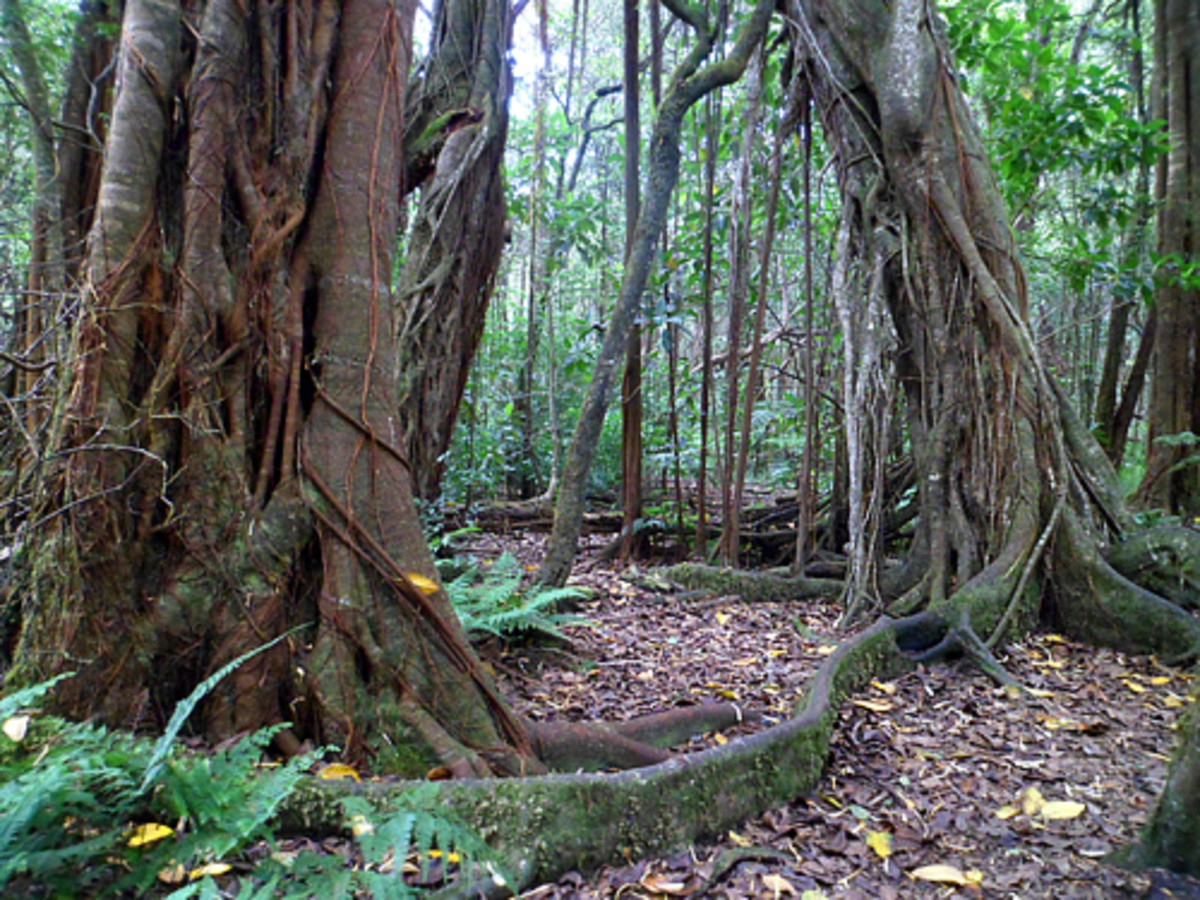 Hawaii Road Trip Kalopa Native Forest State Park on the Big Island