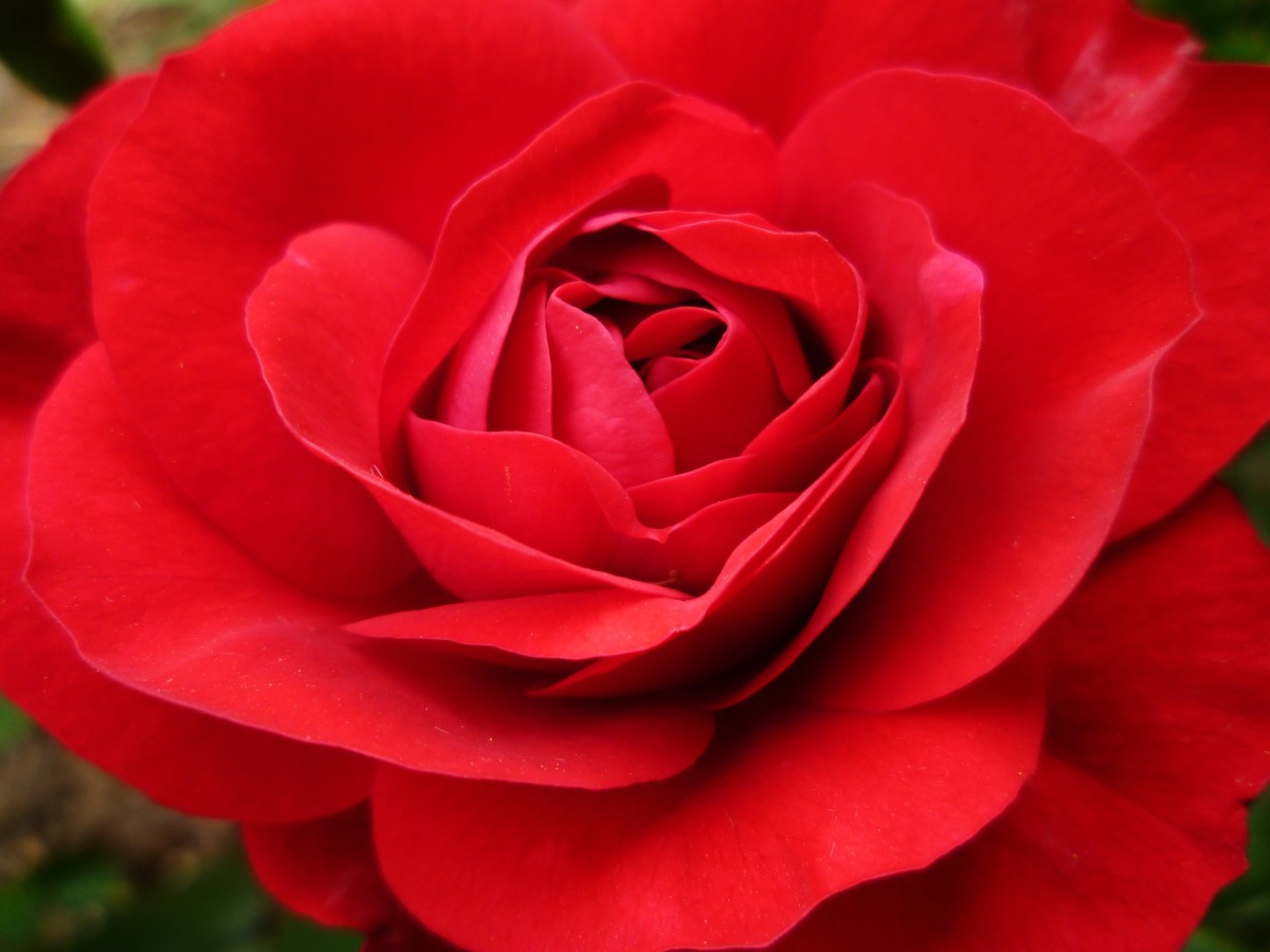 The Texas Rose Festival in Tyler, Texas hubpages