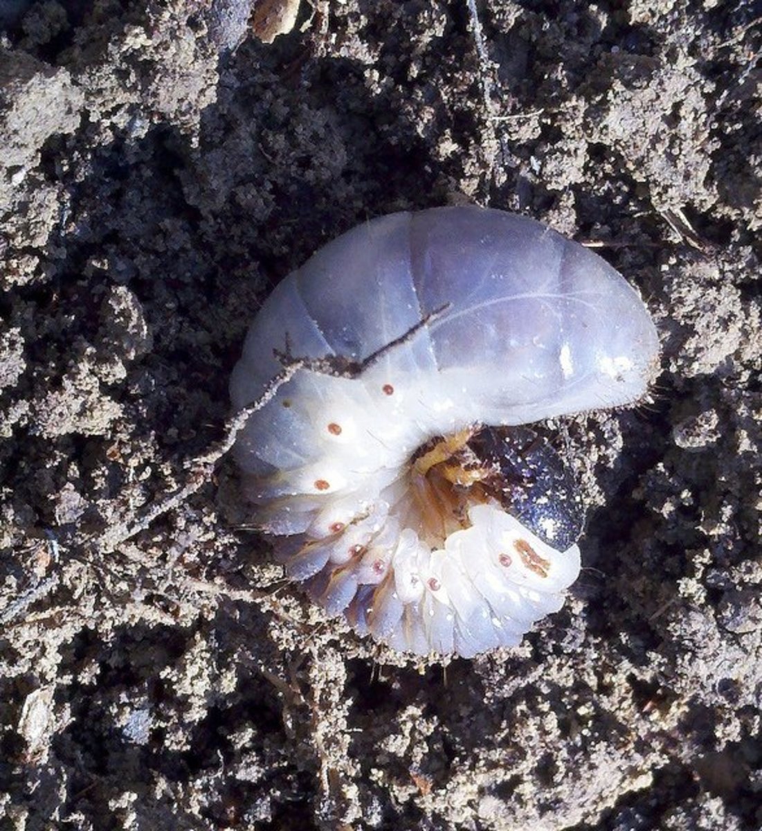 Lawn Grubs How to Identify, Get Rid of, and Prevent Them Dengarden