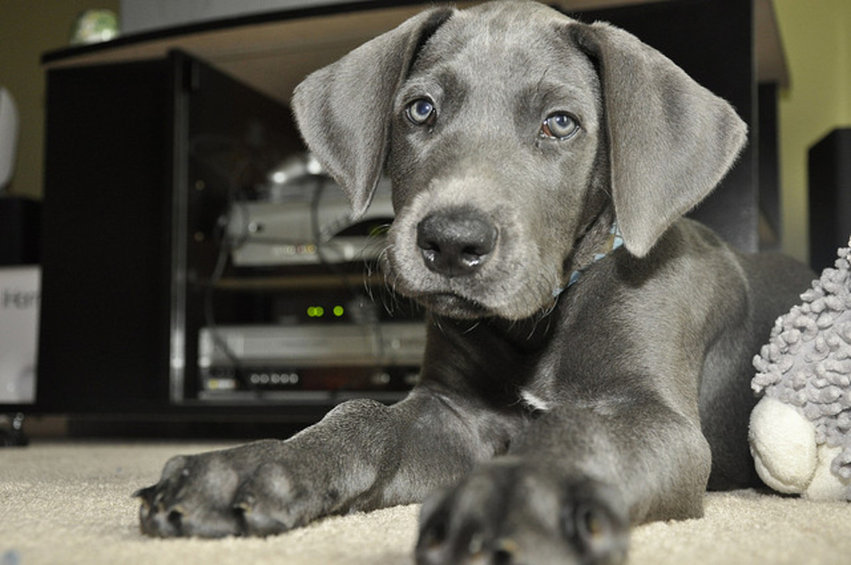 The Advantages and Disadvantages of Having a Dog PetHelpful