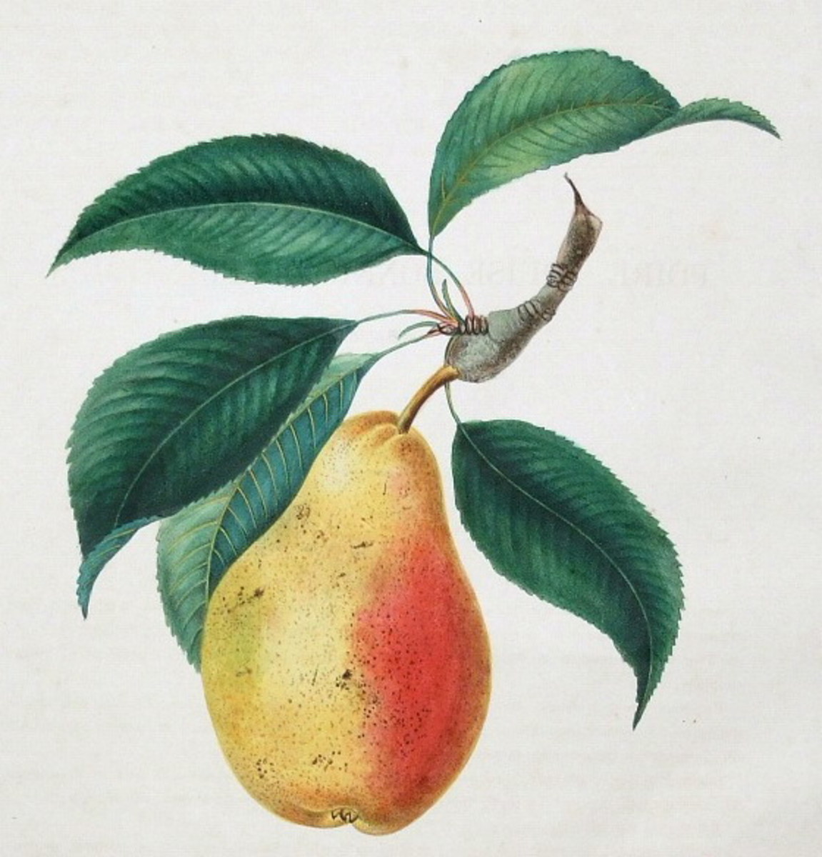 Free Victorian Flowers and Vintage Fruit Clip Art and Borders hubpages