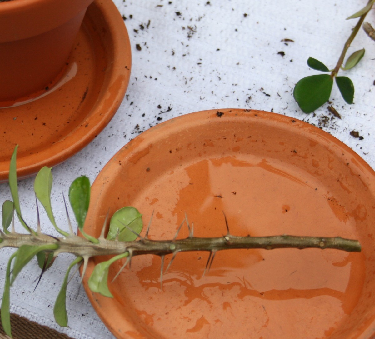 How to Grow Crown of Thorns From Cuttings Dengarden
